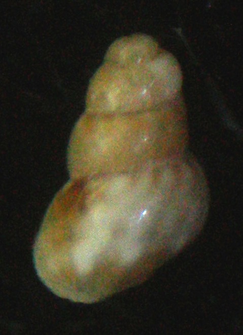 Eatonina ochroleuca teratologica